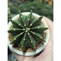 ราคา กระบองเพชร แคคตัส Cactus ยิมโน LB2178 ไม้เมล็ด LBแท้ มีหลายขนาด (13003558979)