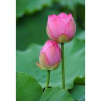 ราคา ของแท้ 100% เมล็ดพันธ์ุบัวหลวง สีชมพู ดอกบัว ปลูกบัว เม็ดบัว สวนบัว Lotus Waterlily seeds. 8 เมล็ด (9003320862)