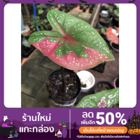 ราคา ต้นนางไหม บอนสีหายาก (12314047408)