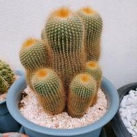ราคา [ถูกสุด] Cactus กระบองทอง ฟอร์มกอ กระบองเพชร แคคตัส (3279624138)