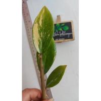 ราคา กิ่งกวักมรกตด่าง+3ใบด่าง (12411828833)