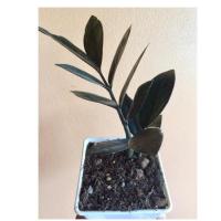 ราคา กวักมรกตใบดำ (Zamioculcas Zamiifolia black) (5000401165)