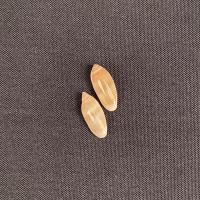 ราคา หอยสังข์เมล็ดข้าวสีทอง 10pcs เปลือกหอยสังข์ธรรมชาติหายาก 1.2-1.5cm gu (23378786831)