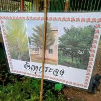 ราคา ต้นหูกระจงต้นไม้ประดับบ้านเสริมบารมี✨ (11426901985)