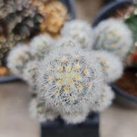 ราคา แมมคามิเน่ขาว ชำหน่อ (18131726890)