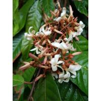 ราคา ต้นพันธุ์ จันกะพ้อ สำหรับปลูก ในถุงดำ 59 บาท ดอกมีกลิ่นหอม (9479721114)