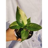 ราคา โชคเก้าชั้นด่าง​​ โชค9ชั้นด่าง (13475822236)