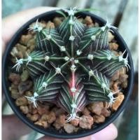 ราคา ยิมโนด่าง ลูกผสม lbhb ไม้เมล็ดขนาด 5.0 เซน (13402563444)