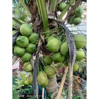 ราคา มะพร้าวพวงร้อย/มะพร้าวร้อยลูก ลูกดก ต้นเตี้ย ให้ผลเร็ว เหมาะแก่การปลูกขยายพันธุ์ (8909568935)