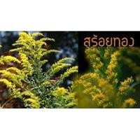 ราคา ต้นกล้าสร้อยทอง สำหรับปักชำไว้กำไหว้พระ (1821000528)