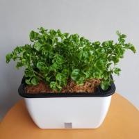 ราคา ต้นผักสุขภาพ วอเตอร์เครสฮาวาย หรือ ผักโขมบราซิล Brazillian Spinach *ส่งฟรี (5231690085)