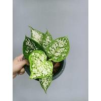 ราคา อโกลนีมา อัญมณีขาว Aglaonema (11126430765)