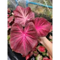 ราคา บอนสีม่วงมงคล ขายต้นลูกกระถาง 4 นิ้ว (22981698412)