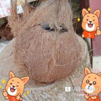 ราคา มะพร้าว มะพร้าวกะทิ ไว้คั่นน้ำกะทิสด มะพร้าวแก่ มะพร้าวแกง❗สำหรับไว้ทำแกงทำขนมจ้า ของดีราคาถูก❗ มะพร้าวสด (20924083603)