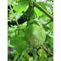 ราคา เมล็ดมะเขือเปาะ มะเขือเปาะเจ้าพระยา 1 ซองบรรจุ 100 เมล็ด (พร้อมวิธีเพาะเมล็ด) (7397933715)