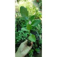 ราคา ต้นกล้ามะเขือเปราะดาวขาว เนื้อแน่นกรอบ มีรสชาติหวาน กล้าละ 10 บาท พร้อมปลูก ซื้อ 10 แถม 2 (20194487253)