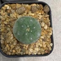 ราคา Lophophora fricii yatagai x ooibo ไม้เมล็ด (18179227163)