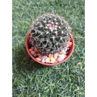 ราคา แมมหนามพิกุล Mammillaria mammillarisขนาดต้น4.5Cm.กระถาง5Cm. (7895055059)