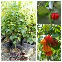 ราคา #ต้นมะยมแดง #เชอรี่สเปน (7012164228)