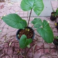 ราคา ว่านเสน่ห์จันทร์แดง ไม้มงคลกระถาง 8" (5443437434)