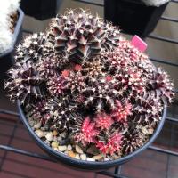 ราคา Gymnocalycium mihanovichii ยิมโน เขียว-ม่วง ลุ่นด่าง (คัดด่างออก) (4527736552)