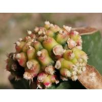 ราคา (No.ด1)​ โมโมทาโร่ด่าง ไม้กราฟ 1 ต้น # Cactus แคคตัส กระบองเพชร ไม้อวบน้ำ ไม้กราฟ ราคาถูก (6799308871)