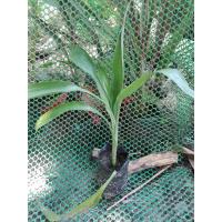 ราคา ต้นกวนอิม ต้นไผ่กวนอิม ต้นว่านกวนอิม (6150176284)