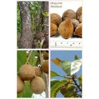 ราคา เมล็ดพันธ์ สมอพิเภก สมุนไพรไทย แก้ได้ทั้งท้องเสีย และอาการท้องผูกเป็นยาระบาย จำนวน 10 เมล็ด 35 บาท (19493571332)