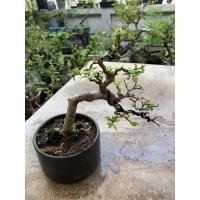 ราคา บอนไซโมกหนูลาพร้อมกระถาง (17924387814)