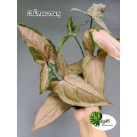 ราคา เงินไหลมาชมพู , เงินไหลมาด่างชมพู Syngonium Podophyllum Pink กระถางขนาด 3" (15714582825)