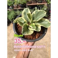 ราคา ต้นเปเปอร์หยกด่างขาว ไม้มงคล (8248269912)