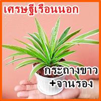 ราคา เศรษฐีเรือนนอกกระถางขาวหรูหรา เสริมโชคเสริมลาภ พร้อมตั้งฟรี!!จานรอง ไม้ฟอกอากาศ กระถาง4นิ้ว ไม้มงคล (13631871452)