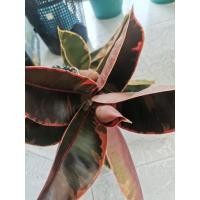 ราคา ต้นยางอินเดียด่างชมพู Rubber Plant (10232215026)