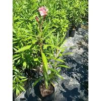 ราคา ต้นดอกยี่โถ ไม้ประดับสวยงาม (7162674006)