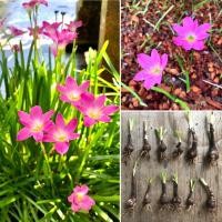 ราคา บัวดินโรเซีย บัวดินสีชมพู จำหน่ายเป็นหัว (ชุดละ12หัว) (10636934191)