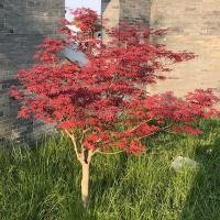 ราคา เมเปิ้ลพันธุ์โนมูระ Nomura maple เมเปิ้ลแดง เมเปิ้ลแดงทั้งปี เลี้ยงง่าย (14895261246)