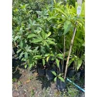 ราคา ต้นละมุดกระสวยมาเลย์ ต้นสูง80-90 ซม (22144710354)