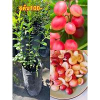 ราคา ต้นมะม่วงหาวมะโห่(4ต้น100)ผลดกมากรสหวานอมเปรี้ยว (13836260372)