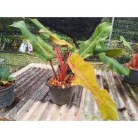 ราคา Philodendron Orange marmalade. (3049165070)