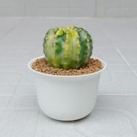 ราคา กระบองเพชร "อิชินอปซิสด่าง" (4654789016)
