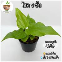 ราคา ต้นโชค 9 ชั้น จัดส่ง 2 ต้นขึ้นไป คละแบบได้ (21800665726)