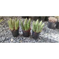 ราคา งาช้าง ว่านงาช้าง ต้นงาช้าง งาช้างแคระ ไม้ประดับ ไม้ฟอกอากาศ กระถาง 3 นิ้ว แยกขาย 1 กระถาง ราคาเพียง 50 บาท (11760685455)