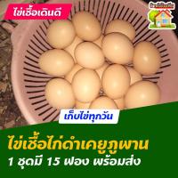 ราคา ไข่เชื้อไก่ดำเคยูภูพาน สำหรับการฟัก 15 ฟอง (21994726644)