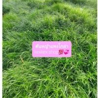 ราคา ท่อนพันธุ์หญ้าแพงโกล่า สำหรับนำไปปลูก จำนวน 1 กิโลกรัม (3758489366)