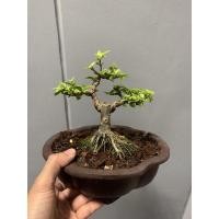 ราคา บอนไซต้นโมกหนูลาทรงต้น (12101801781)