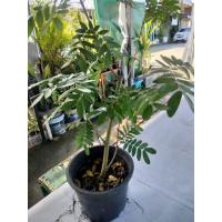 ราคา พู่จอมพลใบมะขามแคระ ดอกสีขาว วัตถุดิบทำบอนไซ (14540057396)