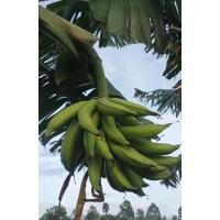 ราคา กล้วยงาช้าง หน่อกล้วยงาช้าง กล้วยงาช้าง plantain พันธุ์ กล้วยงาช้าง กล้วย งาช้าง (13491867637)