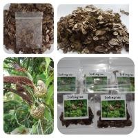 ราคา ไก่ฟ้าพญาลอ เมล็ดต้นไก่ฟ้าพร้อมปลูก (17923853596)