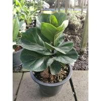 ราคา ไทรใบสักแคระ เพาะเมล็ด ต้นแข็งแรง ฟอร์มสวย (9535517522)