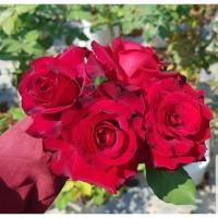 ราคา กุหลาบแดงไร้หนาม ดอกใหญ่ Red baccara (7352457457)